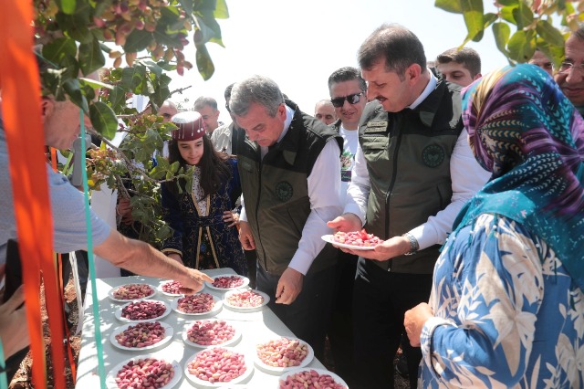 Beyazgül, “Türkiye’deki fıstığın yüzde 50’sini tek başına şanlıurfa üretiyor”