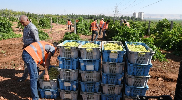Büyükşehir kendi ürettiği meyveleri vatandaşlara ikram ediyor