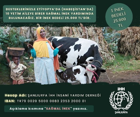 Şanlıurfa İHH’dan Etiyopyalı/Hebeşistanlı yetim ailelere inek desteği