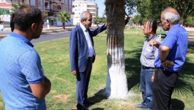 Başkan Demirkol, ağaç koruma çalışmalarını denetledi