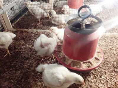 Harran Üniversitesi, Kanatlı Hayvanların Arttıran Projeyi Hayata Geçiriyor