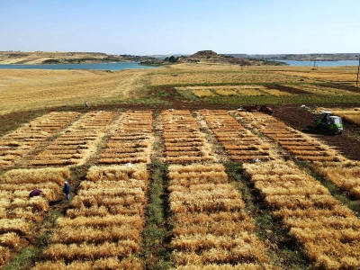 Kuraklığa Dayanıklı Makarnalık Buğday Çeşit Geliştirme Çalışmaları Devam Ediyor