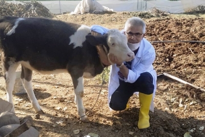 Sığırlarda Ölümlere Yol açan Hastalık İçin Aşı Çalışmasına Başladı