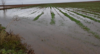 Siverek'te tarım arazileri sular altında kaldı